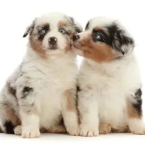 Dos cachorros pastor australiano en miniatura, de 7 semanas de edad, sentados uno al lado del otro, retrato. Dos cachorros pastor australiano en miniatura, de 7 semanas de edad, sentados uno al lado del otro, retrato.