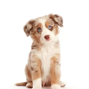Miniature American Shepherd puppy
