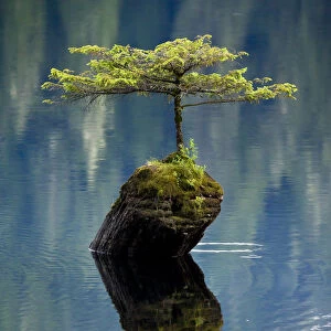 A miniature Douglad fir (Pseudotsuga menziesii) growing out of a stump in the middle of Fairy Lake