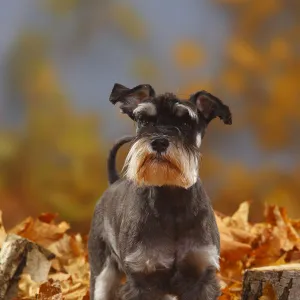 Miniature Schnauzer, black-silver coated, standing in autumn foliage