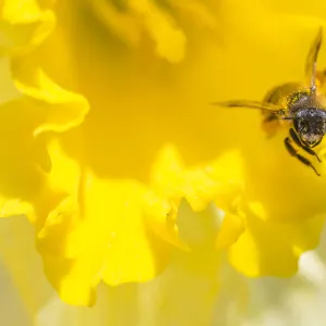 Mining bee (Andrena sp. ) at Daffodil (Narcissus sp. ) flower, Monmouthshire, Wales