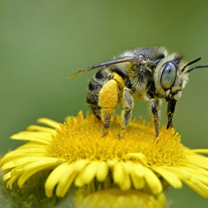 Mining bee / Little flower bee (Anthophora bimaculata) taking nectar and pollen