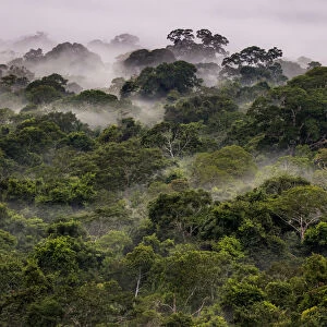 Mist in Amazonian canopy at dawn, Tambopata, Madre de Dios, Peru, March 2016
