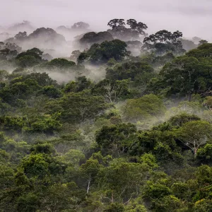 Mist in Amazonian canopy at dawn, Tambopata, Madre de Dios, Peru, March 2016