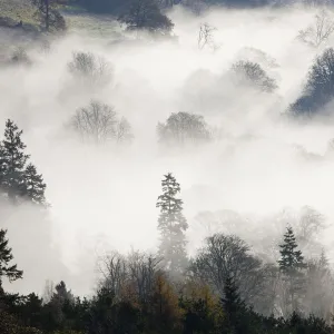 Mist caused by a temperature inversion over woodland near Ambleside, Lake District, England, UK