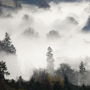 Woodland Mist Print, Ambleside Lake District Woodland Mist Print, Ambleside Lake District