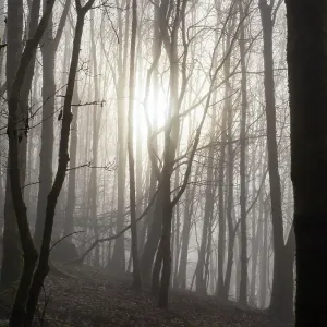 Ambleside Woodland Print Ambleside Woodland Print