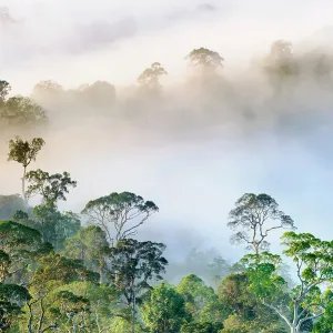 Mist hanging over Lowland Dipterocarp Rainforest just after sunrise. Danum Valley Conservation Area, Sabah, Borneo Mist hanging over Lowland Dipterocarp Rainforest just after sunrise. Danum Valley Conservation Area, Sabah, Borneo