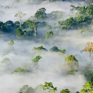 Mist and low cloud hanging over lowland Dipterocarp Rainforest, just after sunrise