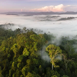 Mist and low cloud hanging over lowland rainforest, just after sunrise, with Menggaris Tree