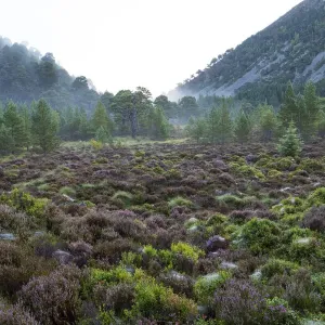 Mist surrounding Caledonian forest in the Ryvoan Pass, Cairgorms National Park, Scotland, UK. September, 2017 Mist surrounding Caledonian forest in the Ryvoan Pass, Cairgorms National Park, Scotland, UK. September, 2017