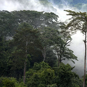 Mist through the trees in the mostly impenetrable equatorial rainforest, Gabon