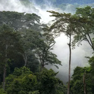 Misty Forest Print, Gabon