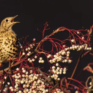 Mistle thrush (Turdus viscivorus) calling perched on rowan tree. London, UK. December