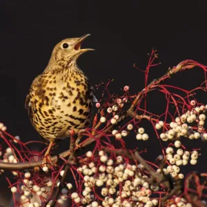 Mistle Thrush Print: Rowan Tree Perch Mistle Thrush Print: Rowan Tree Perch