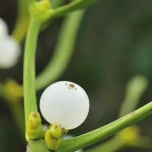 Mistletoe (Viscum album) close-up of berries, England, December Mistletoe (Viscum album) close-up of berries, England, December