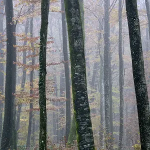 Misty Beech (Fagus sylvatica) forest in autumn, Vosges mountains, France, November 2013 Misty Beech (Fagus sylvatica) forest in autumn, Vosges mountains, France, November 2013