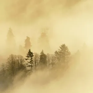 A misty morning over a mixed woodland in autumn. Kinnoull Hill Woodland Park, Perthshire, Scotland, November 2011