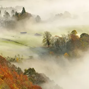 A misty morning over a mixed woodland in autumn, Kinnoull Hill Woodland Park