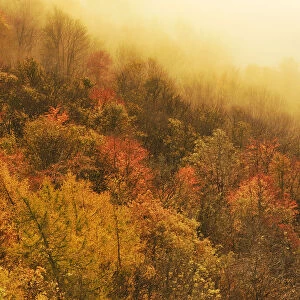 A misty morning view over a mixed woodland in autumn, Kinnoull Hill Woodland Park