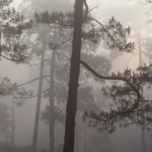 Misty Pine (Pinus) forest. Milpa Alta forest, outskirts of Mexico City, Mexico. June Misty Pine (Pinus) forest. Milpa Alta forest, outskirts of Mexico City, Mexico. June