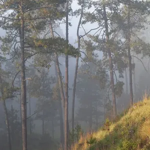 Misty Pine (Pinus) forest. Milpa Alta forest, outskirts of Mexico City, Mexico. June Misty Pine (Pinus) forest. Milpa Alta forest, outskirts of Mexico City, Mexico. June