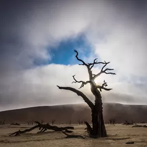 A misty sunrise over tree silhouette in Deadvlei, Namibia