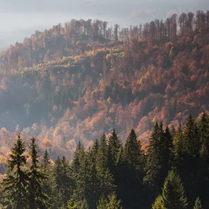 Mixed Common beech (Fagus sylvatica) and Spruce (Picea abies) forests in autum colours