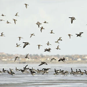 Mixed flock of Dark-bellied brent geese (Branta bernicla bernicla) and Black-tailed godwit