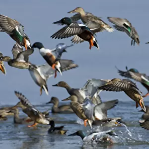 Mixed flock of Northern shovelers (Anas clypeata), Gadwalls (Anas strepera) and Common teal