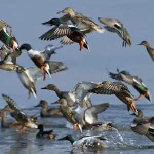 Mixed flock of Northern shovelers (Anas clypeata), Gadwalls (Anas strepera) and Common teal