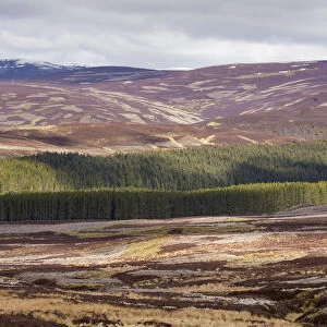 Mixed habitat of heather moorland and commercial forestry on grouse shooting estate