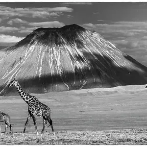 Mixed herd of Masai giraffe (Giraffa camelopardalis) walking across short grass plains in the shadow of Oldonyo Lengai, Ngorongoro Conservation Area, Tanzania Mixed herd of Masai giraffe (Giraffa camelopardalis) walking across short grass plains in the shadow of Oldonyo Lengai, Ngorongoro Conservation Area, Tanzania