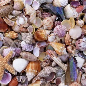 Mixed Sea Shells Print, Sarasota Beach Scene Mixed Sea Shells Print, Sarasota Beach Scene