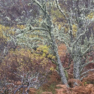 Mixed woodland in late autumn, Drumbeg, Sutherland. Scotland, UK, November