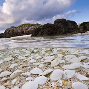 Mollusc shells washed up on a beach in the Cairns of Coll, Island of Coll, Inner Hebrides