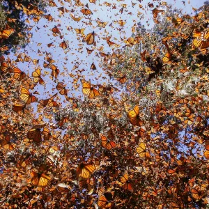 Monarch Butterfly Print: Wintering in Oyamel Pine Forests Monarch Butterfly Print: Wintering in Oyamel Pine Forests