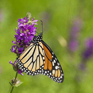Monarch butterfly (Danaus plexippus) nectaring on Purple Loosestrife in wet meadow
