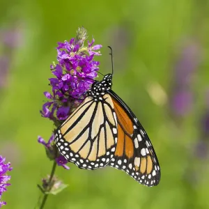 Monarch butterfly (Danaus plexippus) nectaring on Purple Loosestrife in wet meadow Monarch butterfly (Danaus plexippus) nectaring on Purple Loosestrife in wet meadow