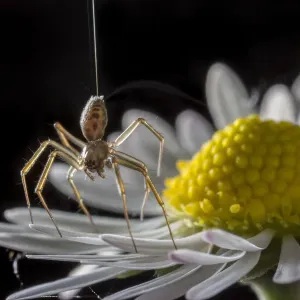 Money spider (Tenuiphantes sp) tiptoeing behaviour on daisy. Spiders can stand on tiptoes Money spider (Tenuiphantes sp) tiptoeing behaviour on daisy. Spiders can stand on tiptoes