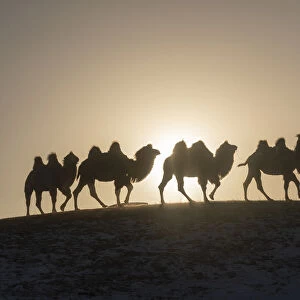 Mongol driving a camel caravan of Bactrian camel (Camelus bactrianus) Bashang Grassland
