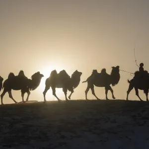 Mongol Camel Caravan Print Mongol Camel Caravan Print