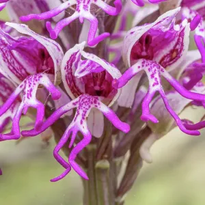 Monkey orchid Print, close-up photograph Monkey orchid Print, close-up photograph