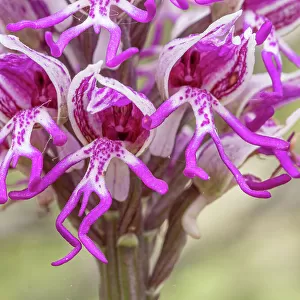 Monkey orchid (Orchis simia) in flower, close up, Torre Alfina, Lazio, Italy. May