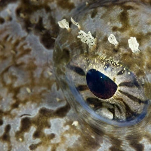 Monkfish / Allmouth (Lophius piscotorius) close-up of eye, Lofoten, Norway, November 2008
