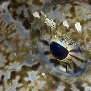 Monkfish / Allmouth (Lophius piscotorius) close-up of eye, Lofoten, Norway, November 2008 Monkfish / Allmouth (Lophius piscotorius) close-up of eye, Lofoten, Norway, November 2008