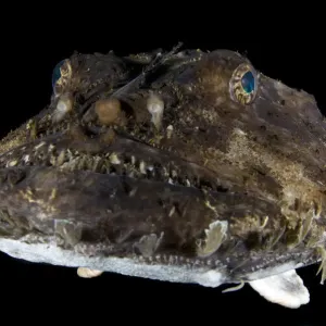 Le portrait du poisson-pêcheur / Poisson angleur (Lophius piscatorius), Saltstraumen, Bodo, Norvège. Le portrait du poisson-pêcheur / Poisson angleur (Lophius piscatorius), Saltstraumen, Bodo, Norvège.