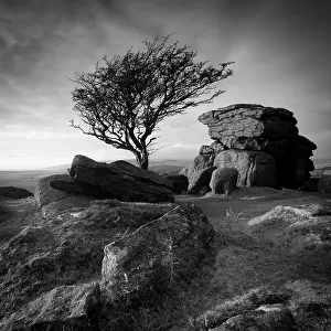 Monochrome image of a Hawthorn tree (Crataegus monogyna) and granite outcrop near Saddle Tor, Dartmoor National Park, Devon, England, UK, January 2011