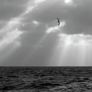Farbloses Bild eines nördlichen Ganses (Morus bassanus), erwachsener Individuum im Flug gesehen von der Pelagische Trawlboote Farbloses Bild eines nördlichen Ganses (Morus bassanus), erwachsener Individuum im Flug gesehen von der Pelagische Trawlboote