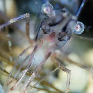 Montague / Pink shrimp (Pandalus montagui) close-up, Lofoten, Norway, November 2008 Montague / Pink shrimp (Pandalus montagui) close-up, Lofoten, Norway, November 2008